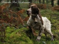Setter Anglais DEROS DES PICS LUCHONNAIS Setter Anglais DEROS DES PICS LUCHONNAIS